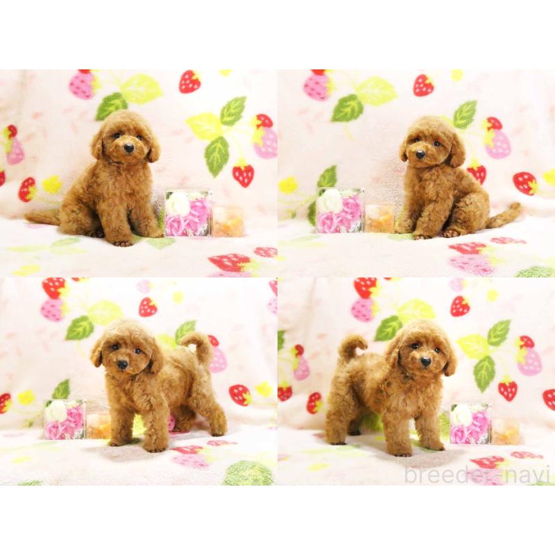 販売中の千葉県のティーカッププードル-430202の3枚目