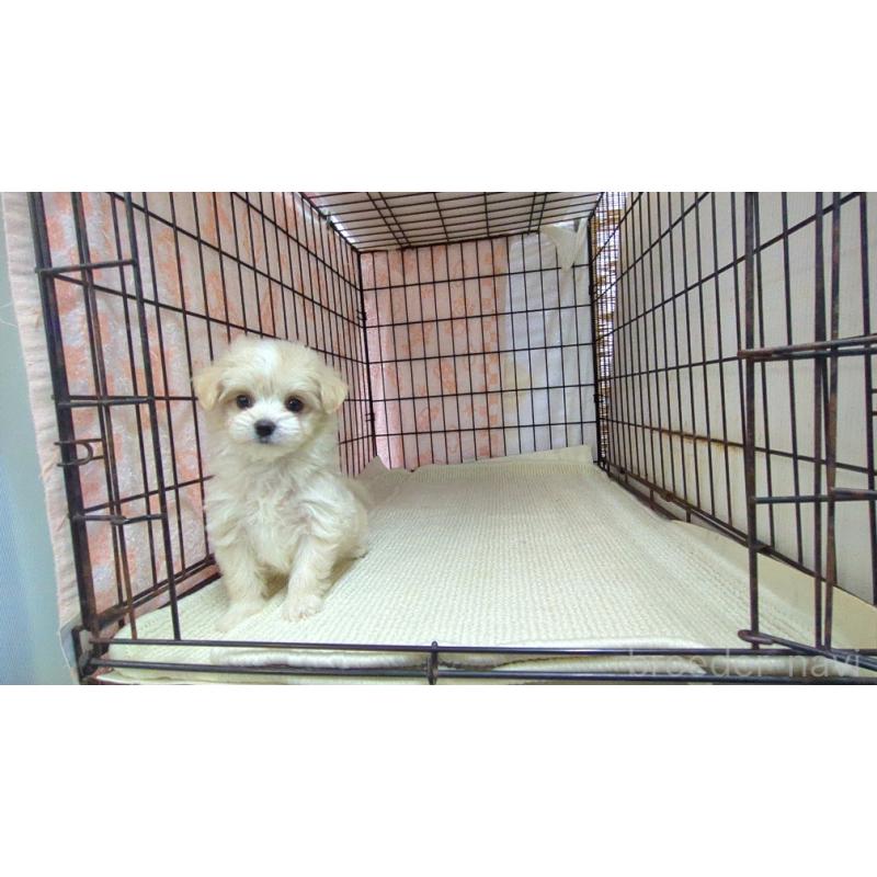 販売中の茨城県のチワマル:チワワ×マルチーズ-435286の1枚目