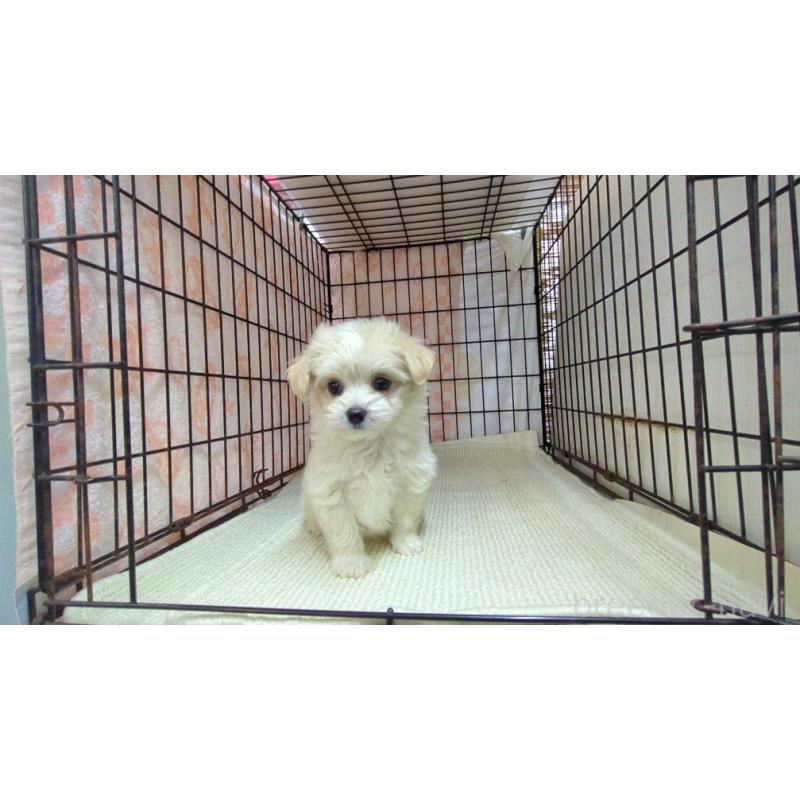 販売中の茨城県のチワマル:チワワ×マルチーズ-435286の5枚目