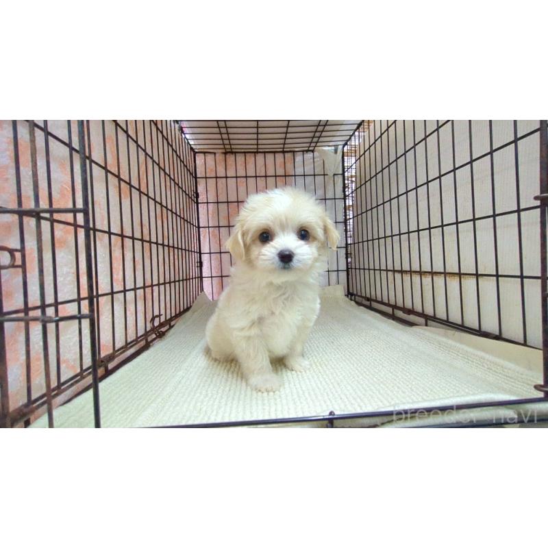 販売中の茨城県のチワマル:チワワ×マルチーズ-435286の4枚目