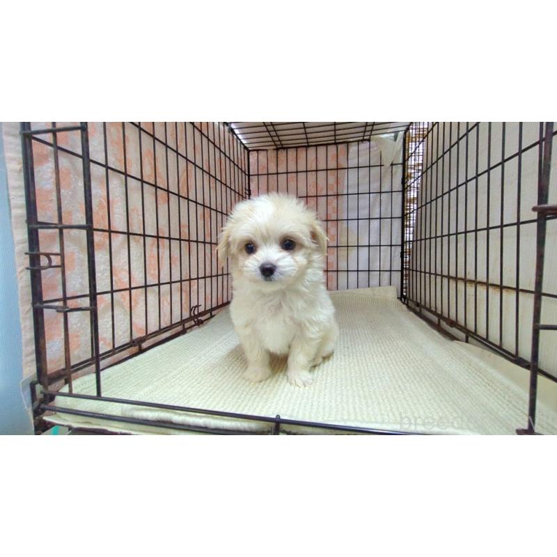 販売中の茨城県のチワマル:チワワ×マルチーズ-435286の3枚目