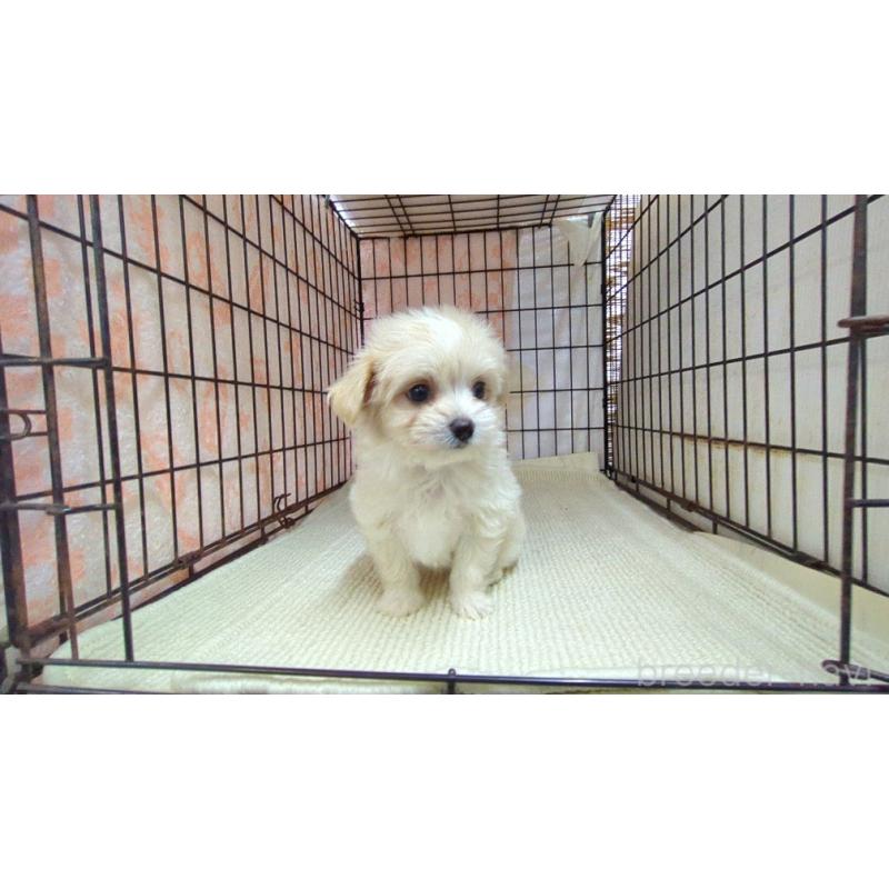 販売中の茨城県のチワマル:チワワ×マルチーズ-435286の2枚目