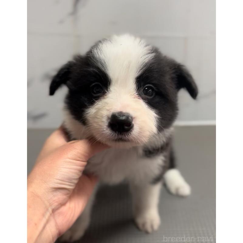 販売中の兵庫県のボーダーコリー-433455