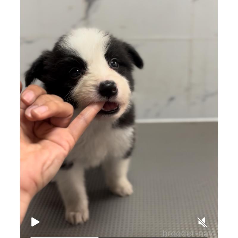 成約済の兵庫県のボーダーコリー-433455の4枚目