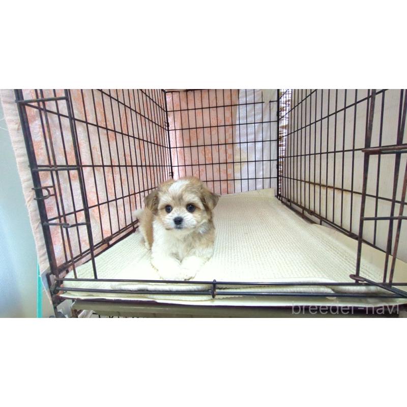 販売中の茨城県のチワマル:チワワ×マルチーズ-435288