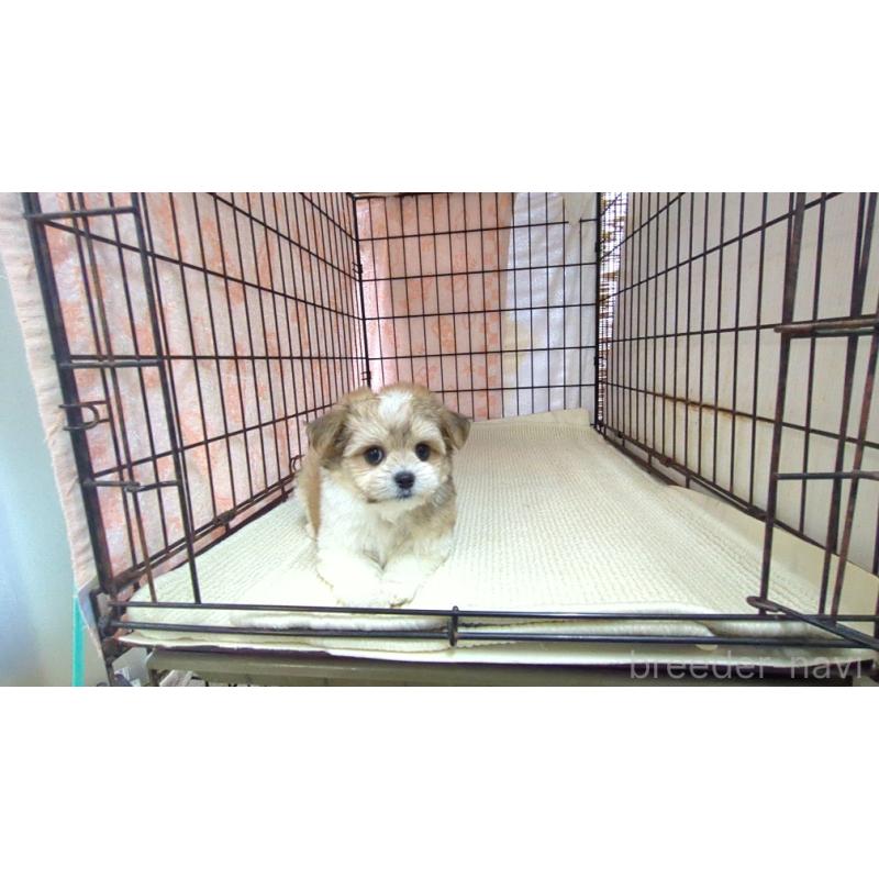 販売中の茨城県のチワマル:チワワ×マルチーズ-435288の6枚目