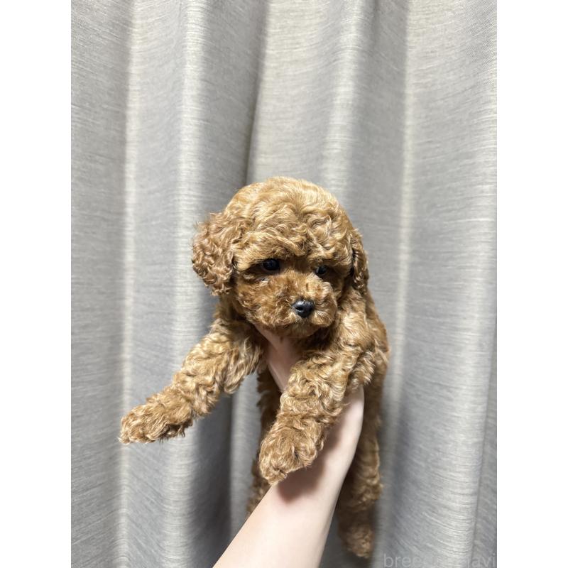 販売中の山口県のトイプードル-435289の8枚目