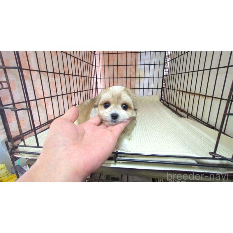 販売中の茨城県のチワマル:チワワ×マルチーズ-435288の5枚目