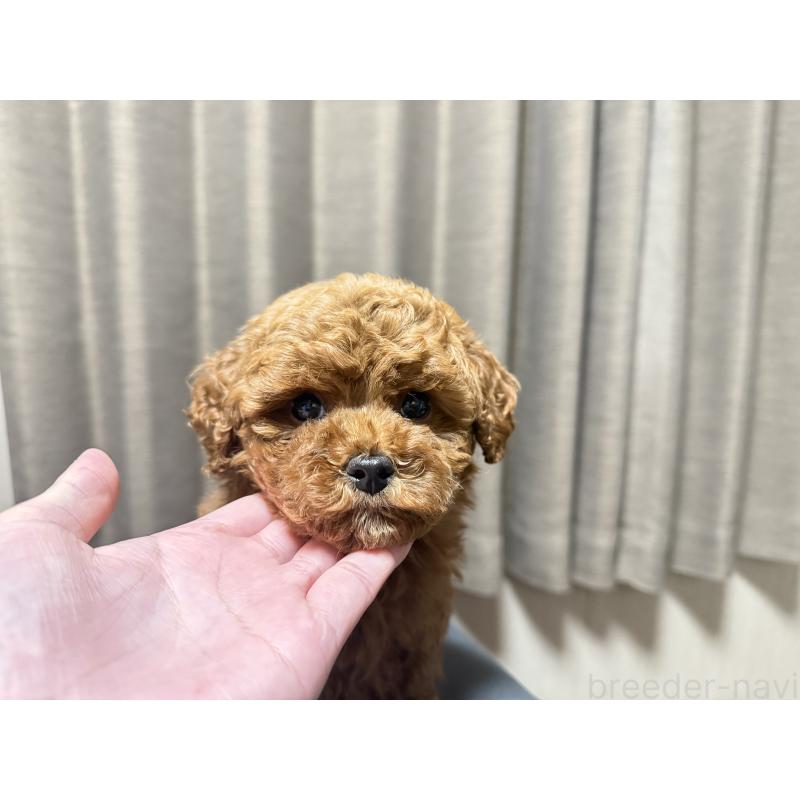 販売中の山口県のトイプードル-435289の6枚目