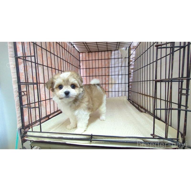 販売中の茨城県のチワマル:チワワ×マルチーズ-435288の4枚目