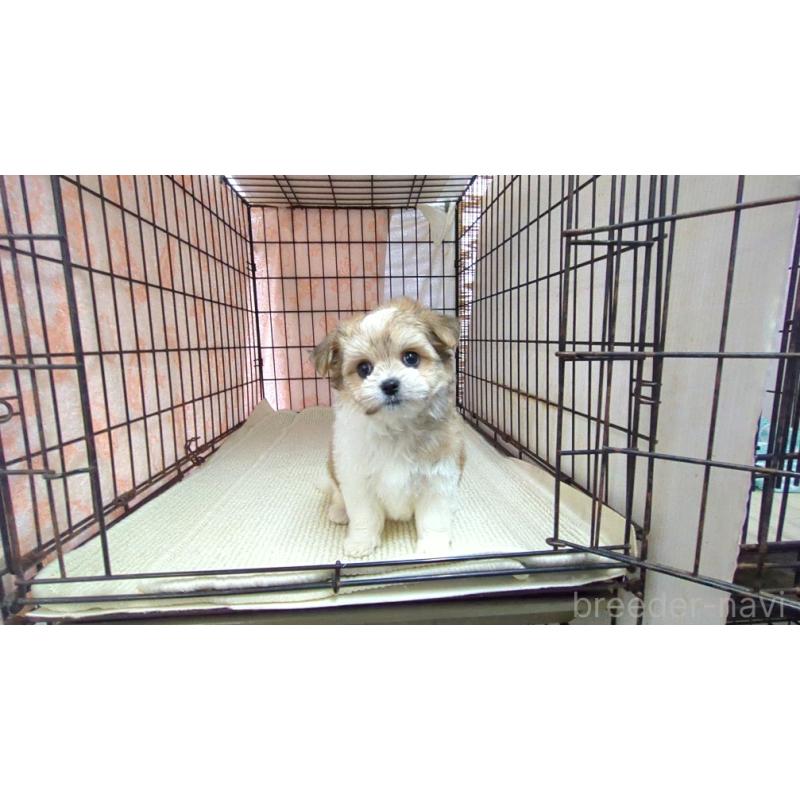 販売中の茨城県のチワマル:チワワ×マルチーズ-435288の3枚目