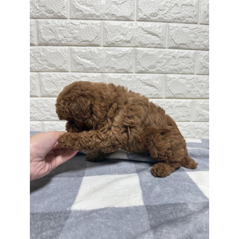 販売中の山口県のトイプードル-435289の5枚目