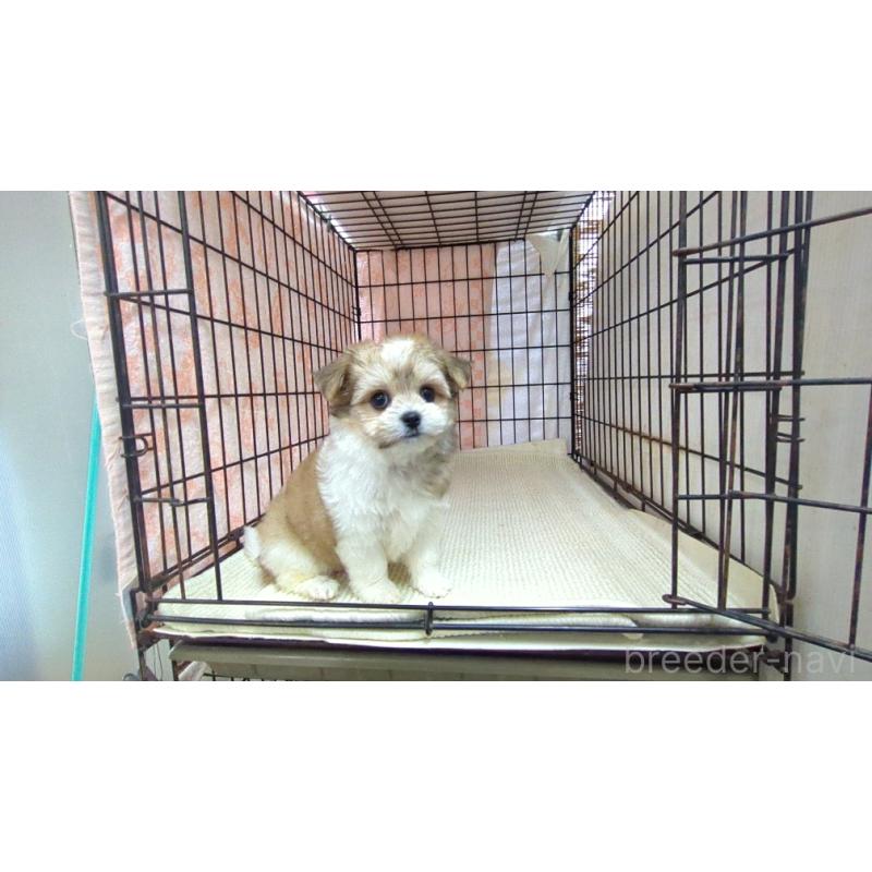 販売中の茨城県のチワマル:チワワ×マルチーズ-435288の2枚目