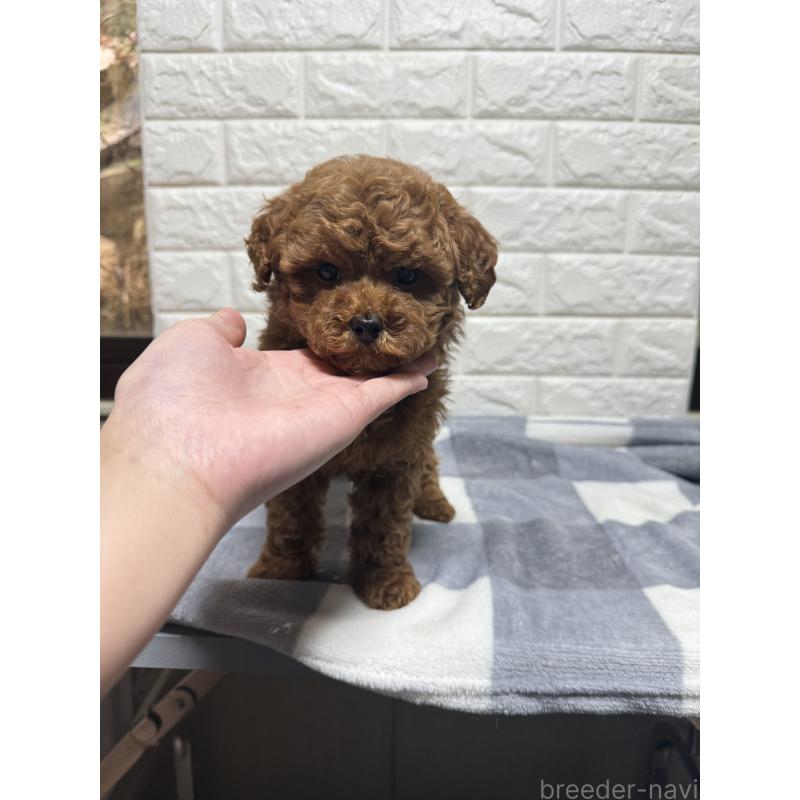 販売中の山口県のトイプードル-435289の4枚目