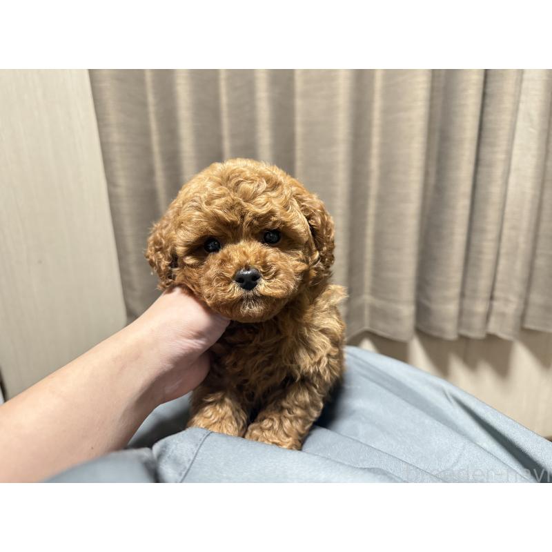 販売中の山口県のトイプードル-435289の3枚目