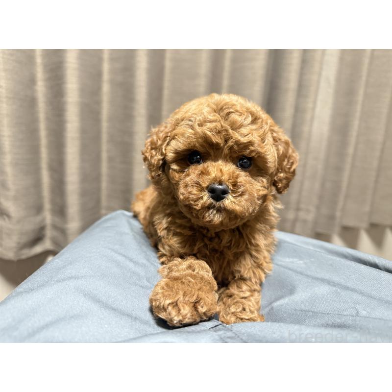 販売中の山口県のトイプードル-435289の2枚目