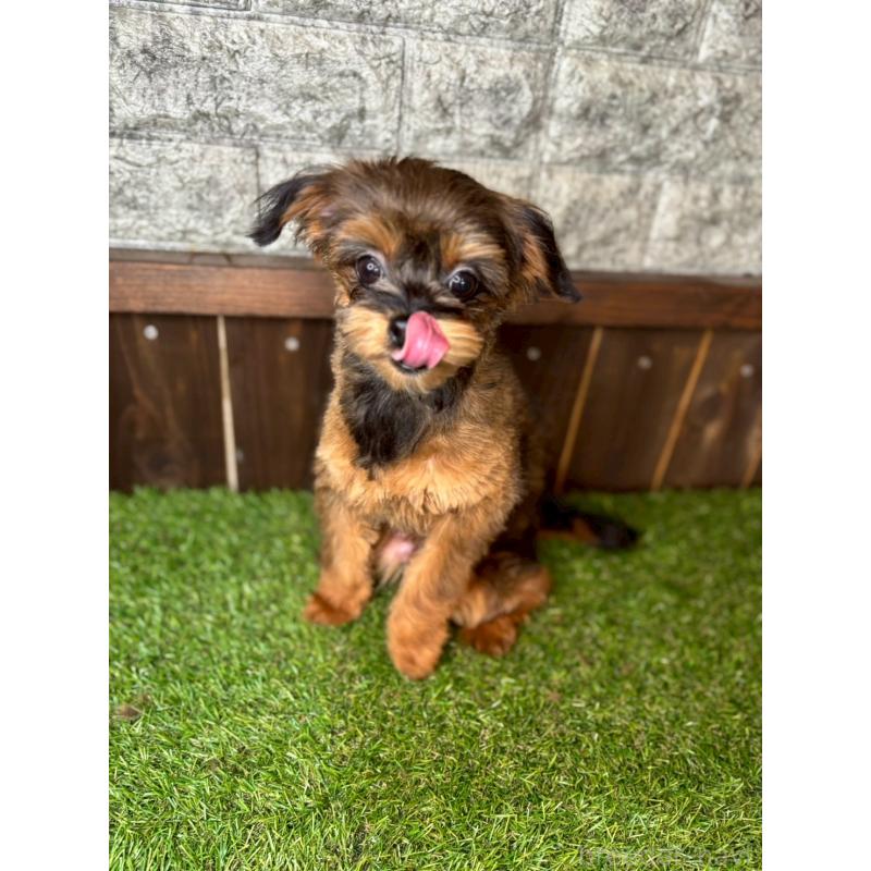 成約済の茨城県のポメチワ:ポメラニアン×チワワ-397980の2枚目