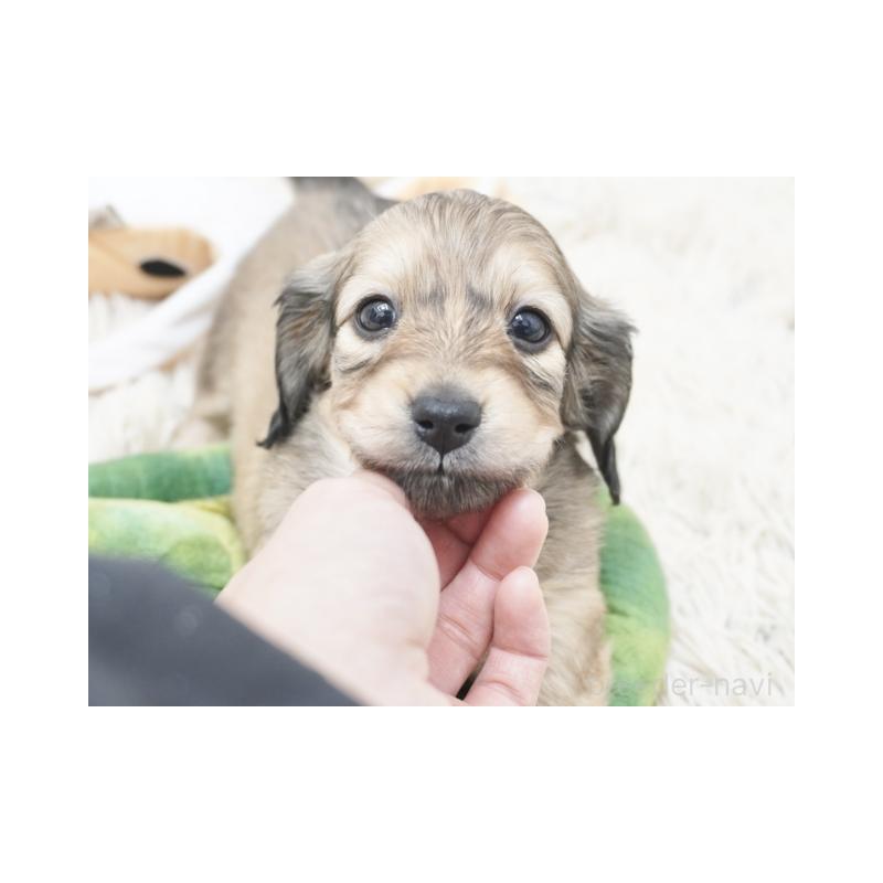 販売中の兵庫県のミニチュアダックスフンド(ロングヘアード)-435290