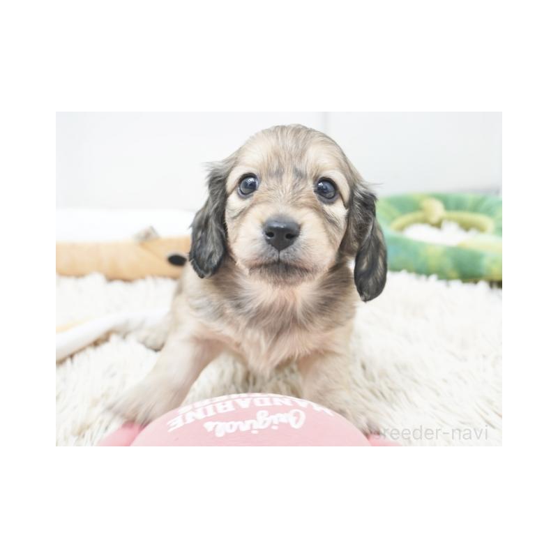 販売中の兵庫県のミニチュアダックスフンド(ロングヘアード)-435290の3枚目