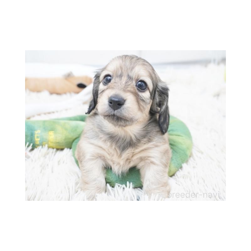 販売中の兵庫県のミニチュアダックスフンド(ロングヘアード)-435290の2枚目