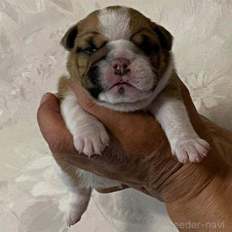販売中の北海道のブルドッグ-435294の1枚目