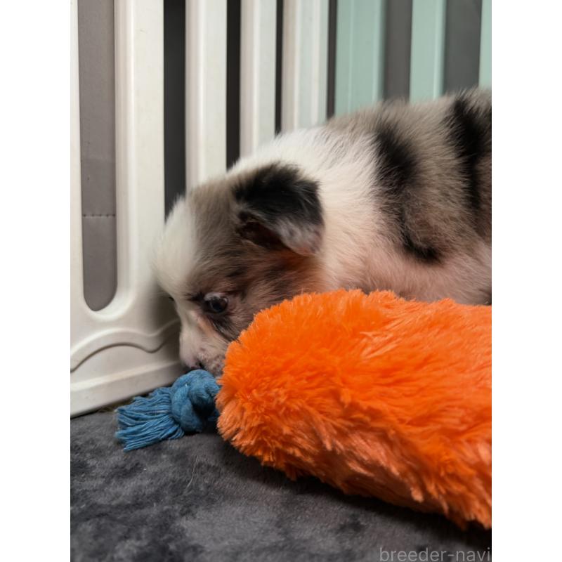 販売中の福岡県のボーダーコリー-435293の4枚目