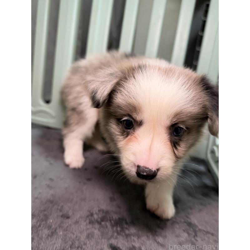 販売中の福岡県のボーダーコリー-435293の3枚目