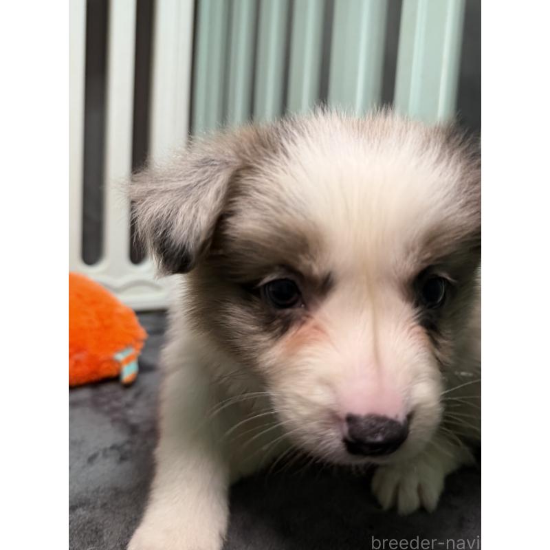 販売中の福岡県のボーダーコリー-435293の2枚目