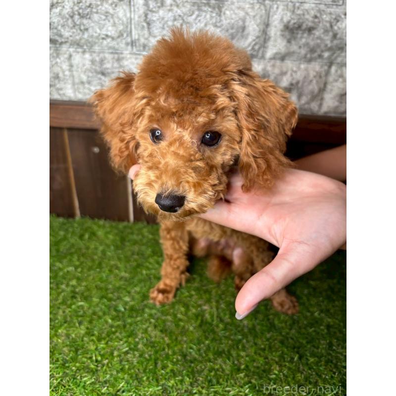 販売中の茨城県のトイプードル-411258の3枚目