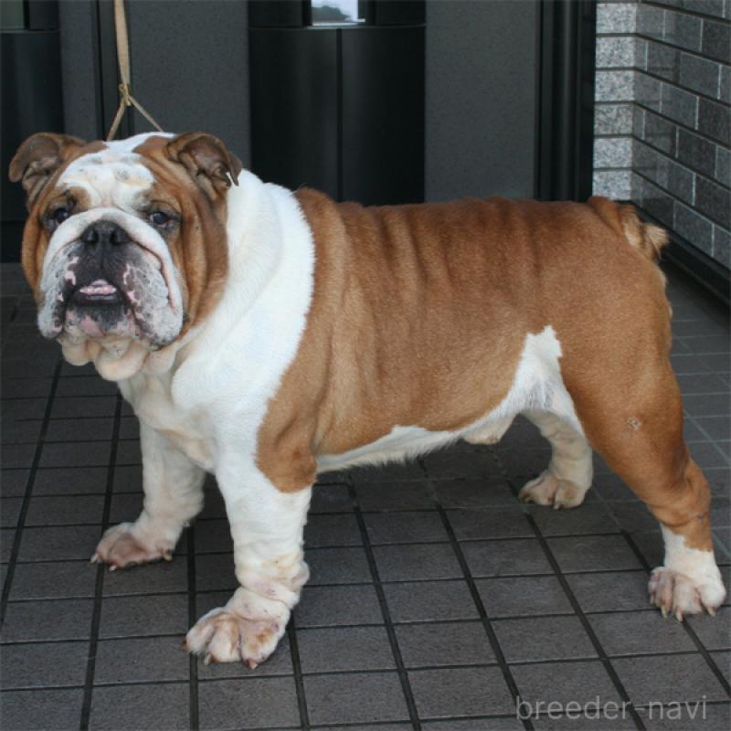 販売中の北海道のブルドッグ-435294の4枚目