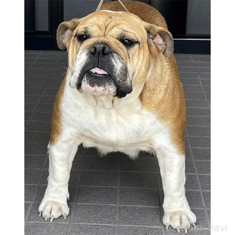 販売中の北海道のブルドッグ-435294の3枚目