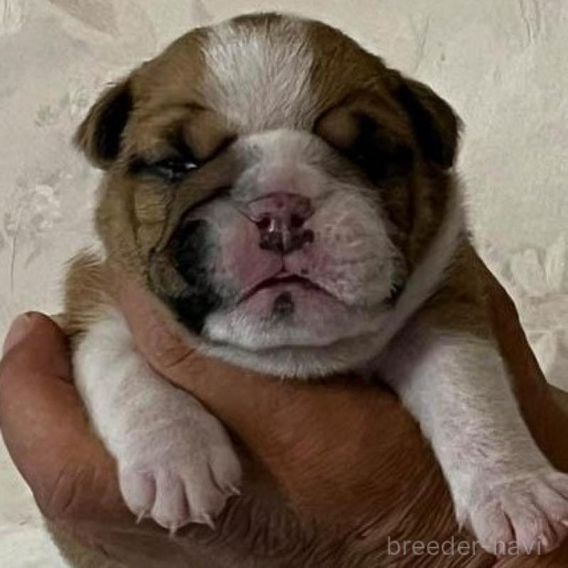 販売中の北海道のブルドッグ-435294の2枚目