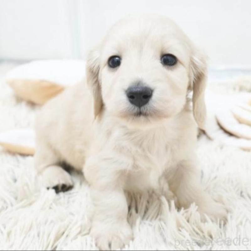 販売中の兵庫県のミニチュアダックスフンド(ロングヘアード)-435295の3枚目