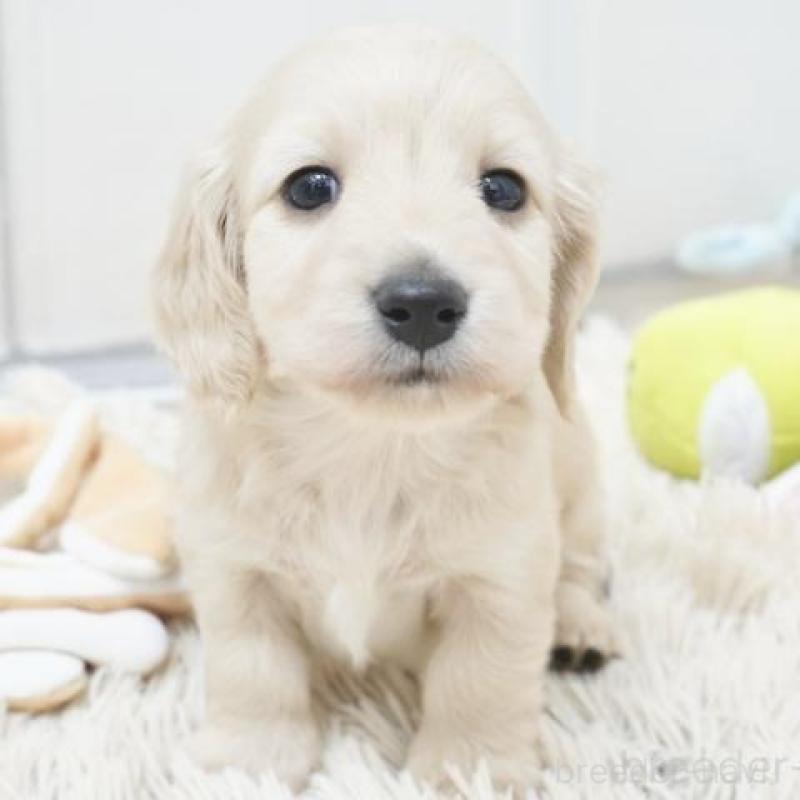 販売中の兵庫県のミニチュアダックスフンド(ロングヘアード)-435295の2枚目