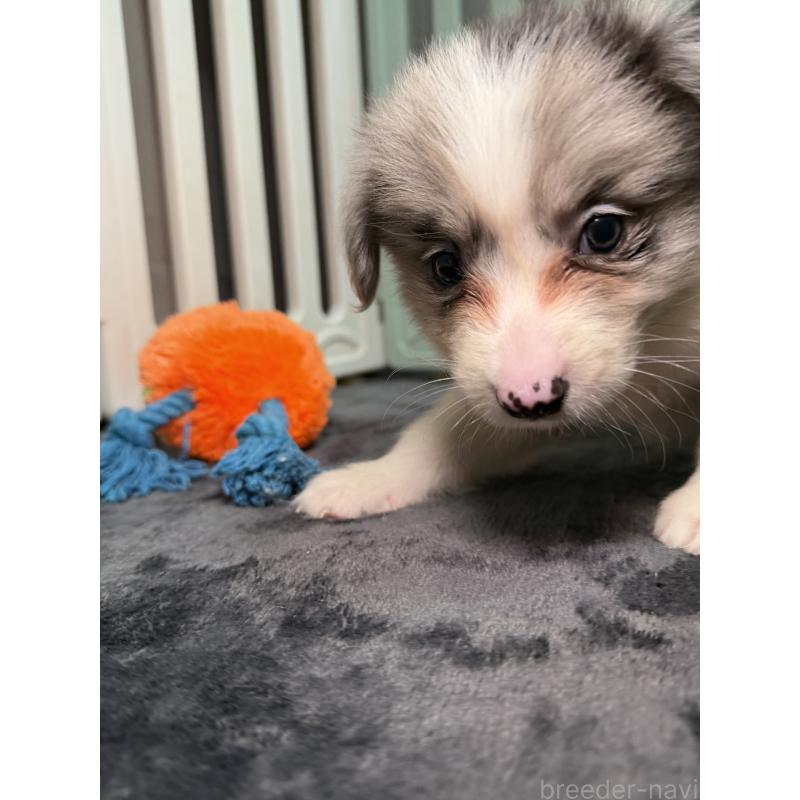 販売中の福岡県のボーダーコリー-435298の7枚目