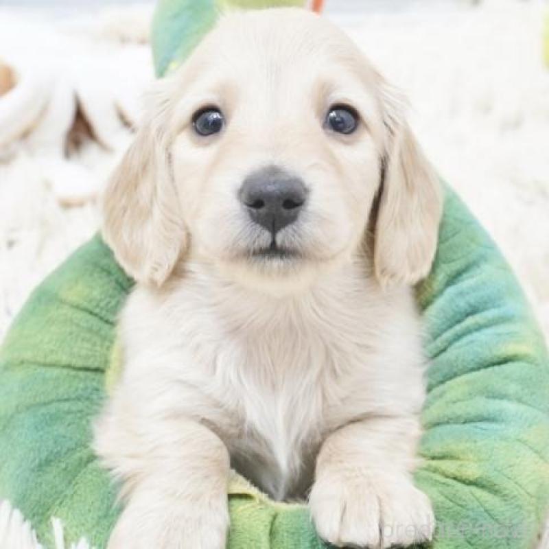 販売中の兵庫県のミニチュアダックスフンド(ロングヘアード)-435296