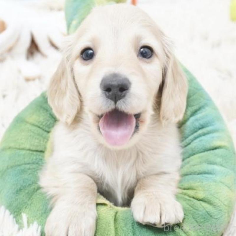 販売中の兵庫県のミニチュアダックスフンド(ロングヘアード)-435296の3枚目