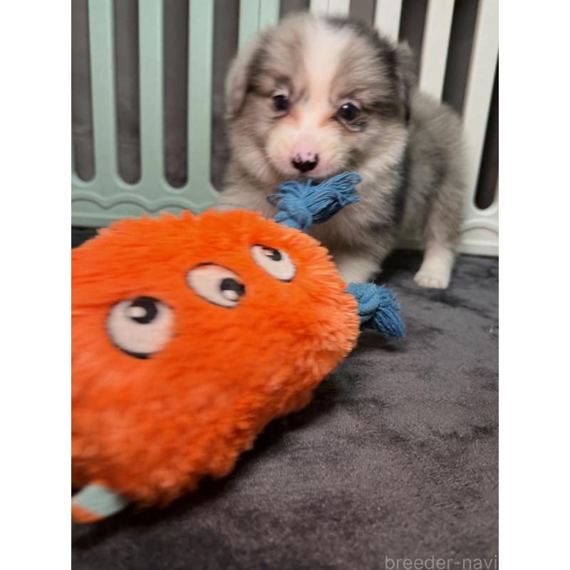 販売中の福岡県のボーダーコリー-435298の6枚目