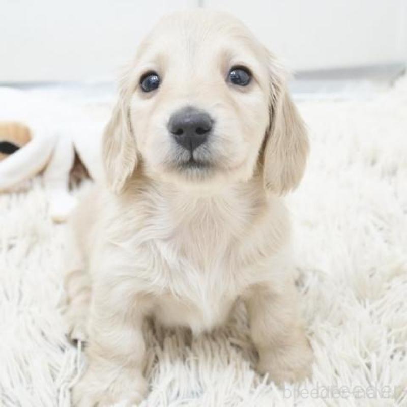 販売中の兵庫県のミニチュアダックスフンド(ロングヘアード)-435296の2枚目