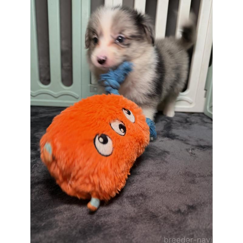 販売中の福岡県のボーダーコリー-435298の5枚目