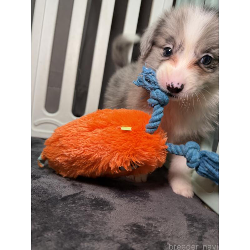 販売中の福岡県のボーダーコリー-435298の4枚目