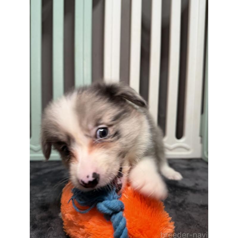 販売中の福岡県のボーダーコリー-435298の3枚目