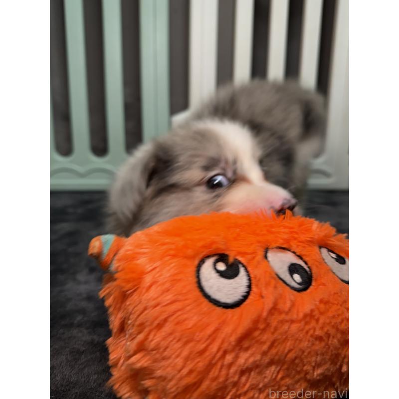 販売中の福岡県のボーダーコリー-435298の2枚目