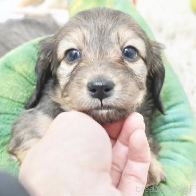 販売中の兵庫県のミニチュアダックスフンド(ロングヘアード)-435300