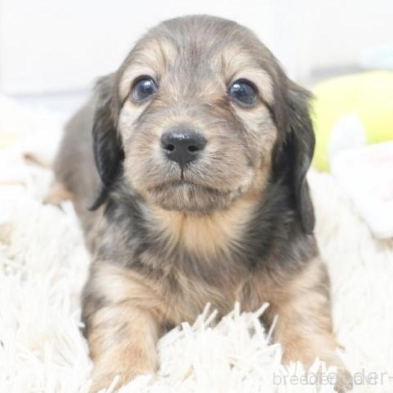 販売中の兵庫県のミニチュアダックスフンド(ロングヘアード)-435300の3枚目