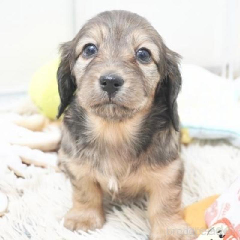 販売中の兵庫県のミニチュアダックスフンド(ロングヘアード)-435300の2枚目