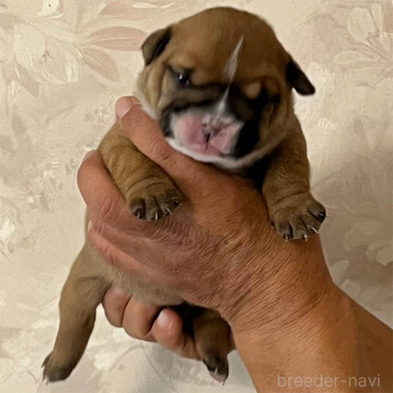 販売中の北海道のブルドッグ-435301