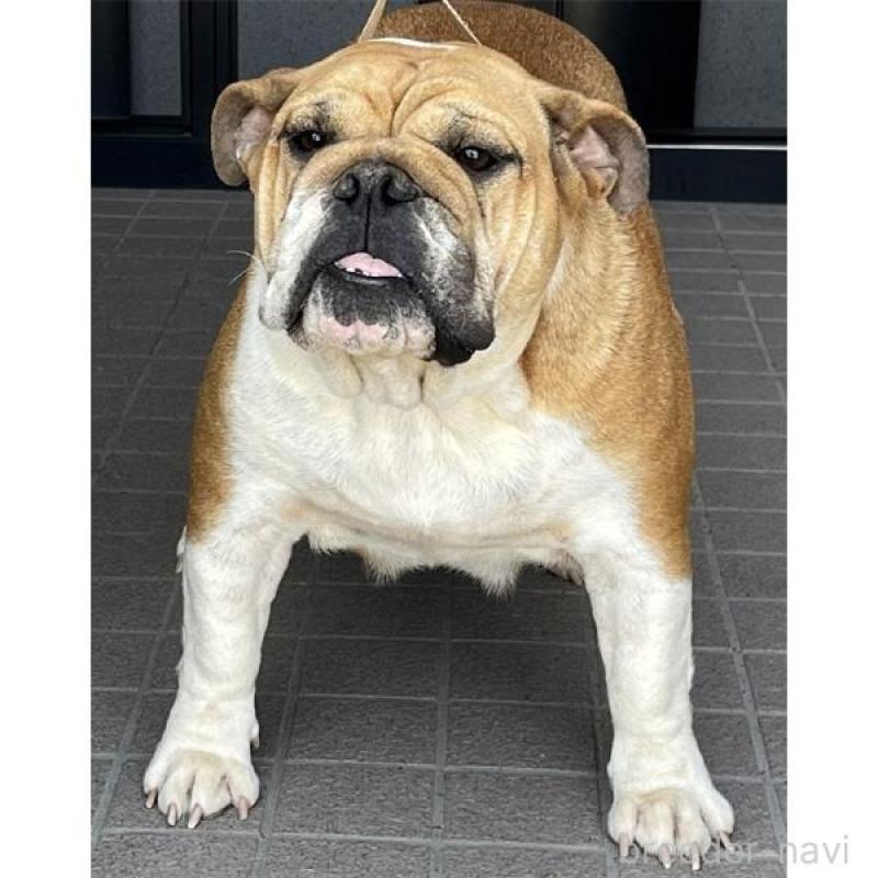 販売中の北海道のブルドッグ-435301の4枚目