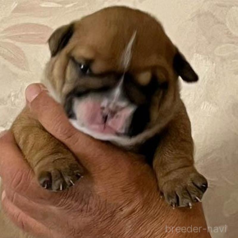 販売中の北海道のブルドッグ-435301の2枚目