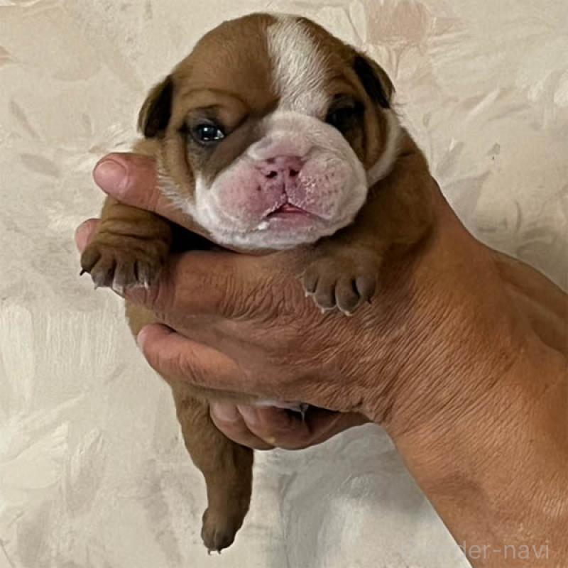 販売中の北海道のブルドッグ-435302